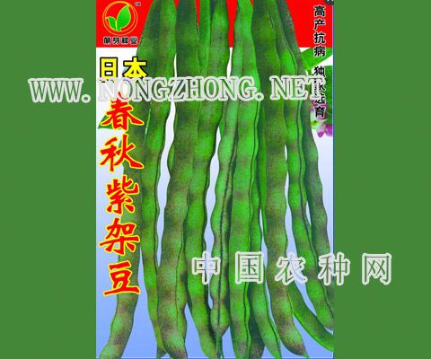 日本春秋紫架豆
